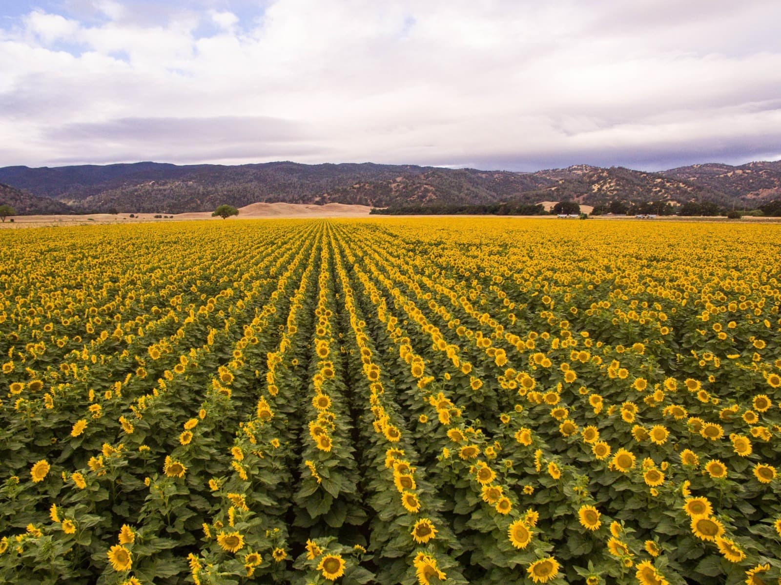 Yolo County